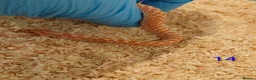 Snake reptiles for sale: CB25 Hognose Snakes, Ready Now, Albino, Conda - Advert 12