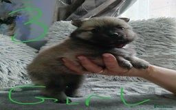 Pomeranian dogs for sale: Pomeranian puppies looking for their forever homes - Image 8