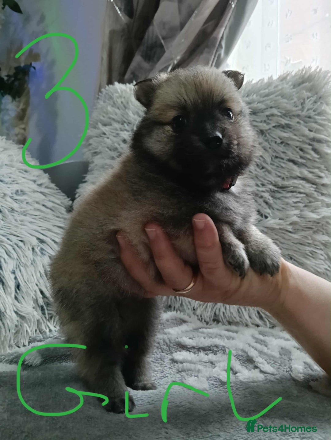 Pomeranian dogs for sale: Pomeranian puppies looking for their forever homes - Image 8