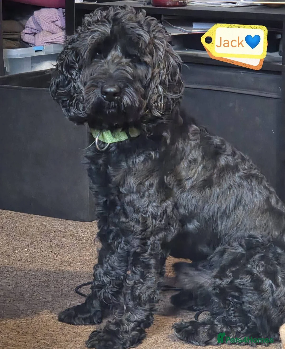 Mixed Breed dogs for adoption: FOSTER or ADOPT💙JACK💙- 4.5-year-old Cockapoo boy in Lichfield - Advert 1