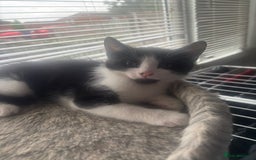Mixed Breed cats for sale: Two Adorable Male Kittens 🥰😍 - Image 13