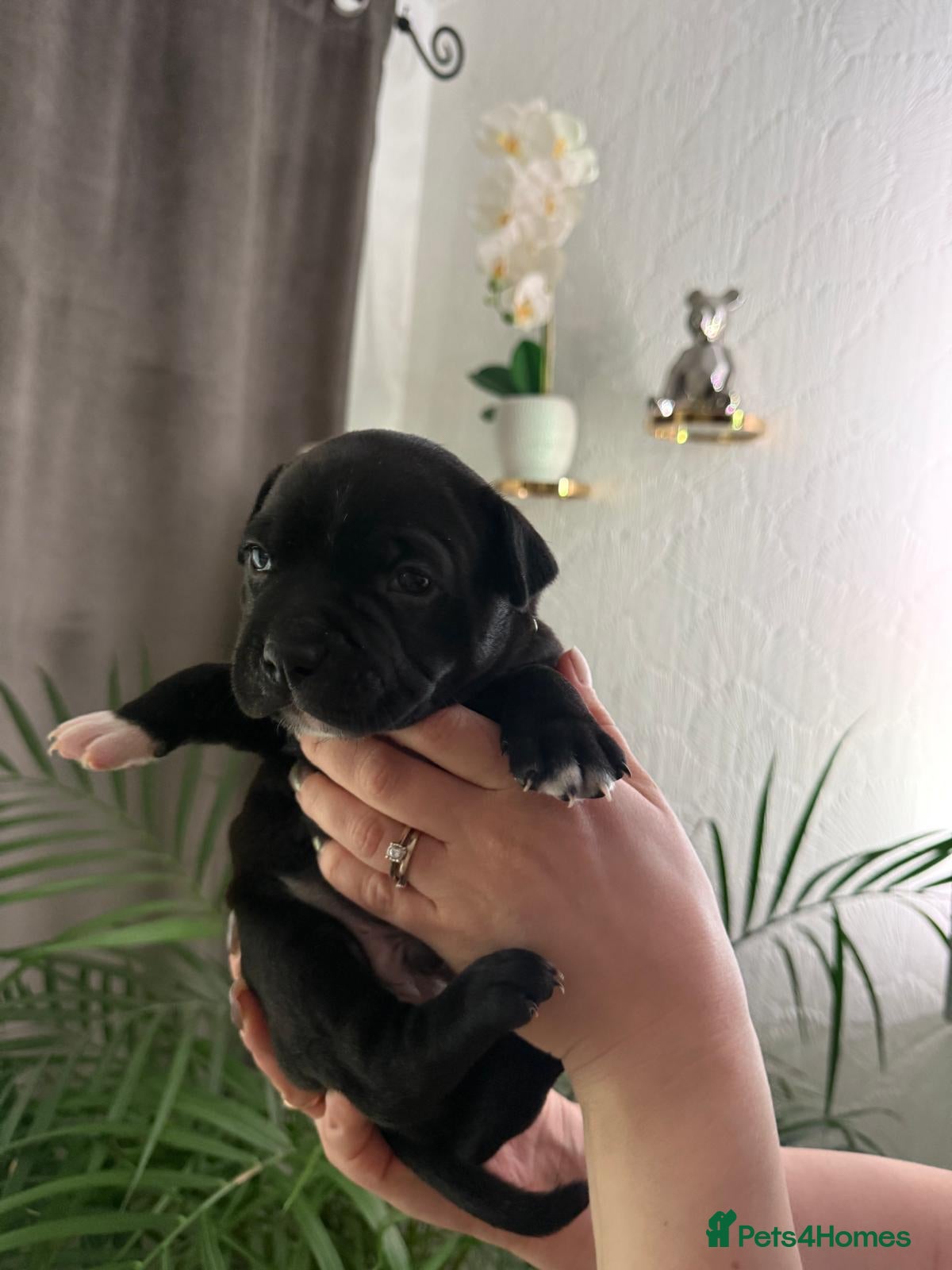 Staffordshire Bull Terrier dogs KC REGISTERED Staffordshire-bull-terrier Puppies  - Advert 1