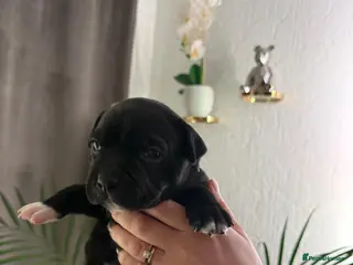 Staffordshire Bull Terrier dogs KC REGISTERED Staffordshire-bull-terrier Puppies - Advert 16