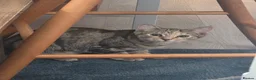 Mixed Breed cats for sale: Brother and sister very bonded pair  - Advert 8