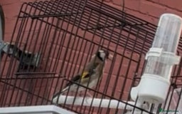 Finches birds for sale: Goldfinch cock bird  - Image 2