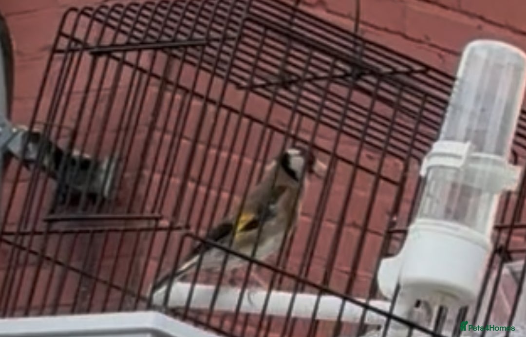 Finches birds for sale: Goldfinch cock bird  - Image 2