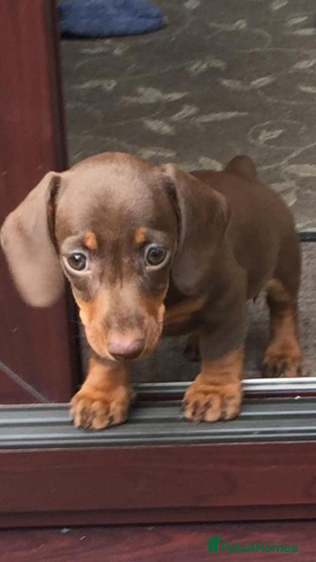 Miniature Dachshund dogs KC registered miniature shorthaired Dachshunds - Advert 1