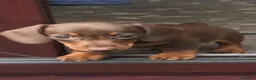 Miniature Dachshund dogs for sale: KC registered miniature shorthaired Dachshunds - Advert 1