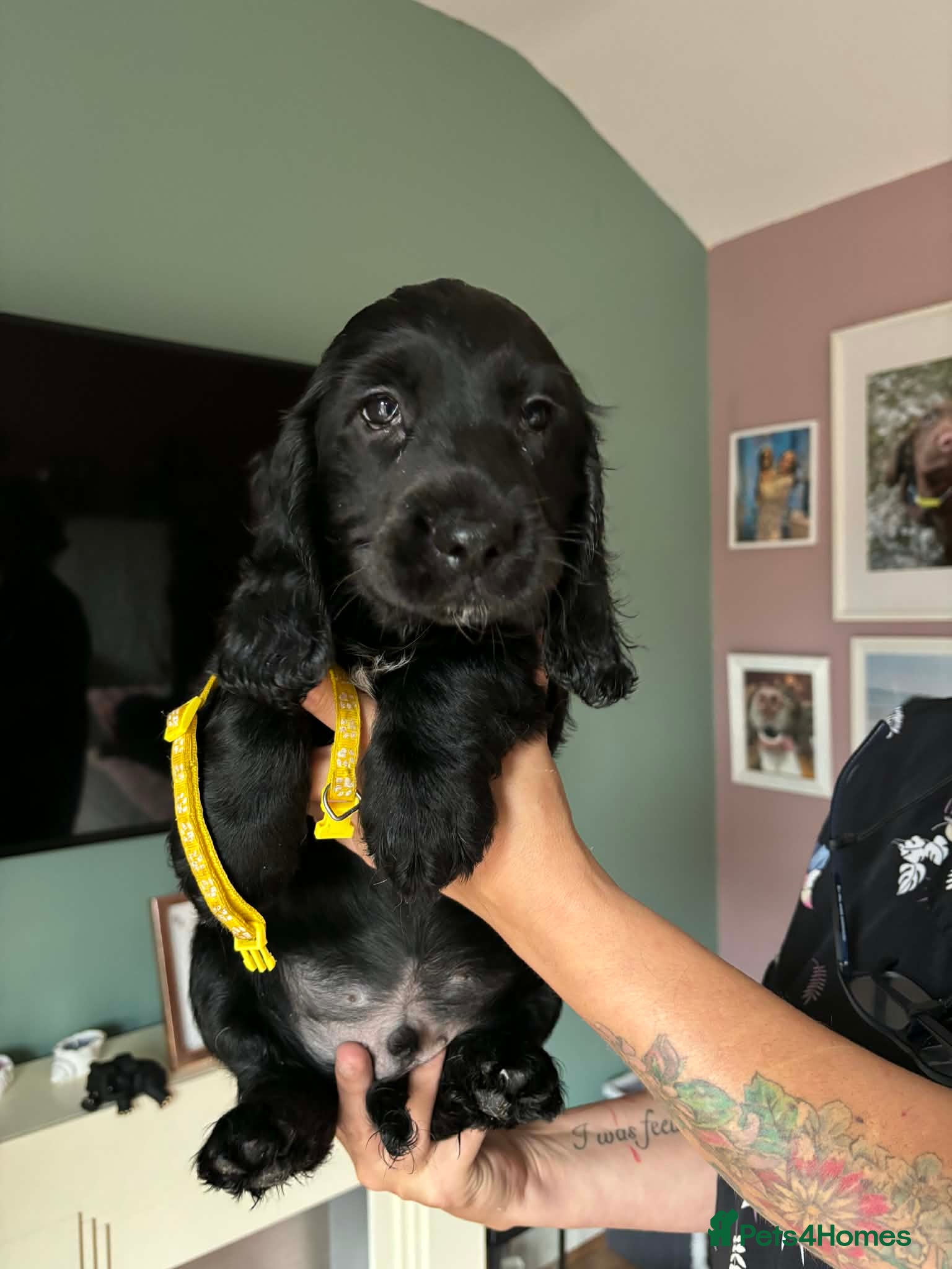 Sprocker dogs Sprocker spaniel puppies for new homes - Advert 7