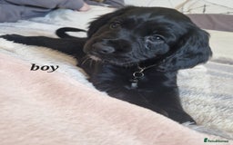Sprocker dogs for sale: Stunning Sprocker Spaniels - Image 5
