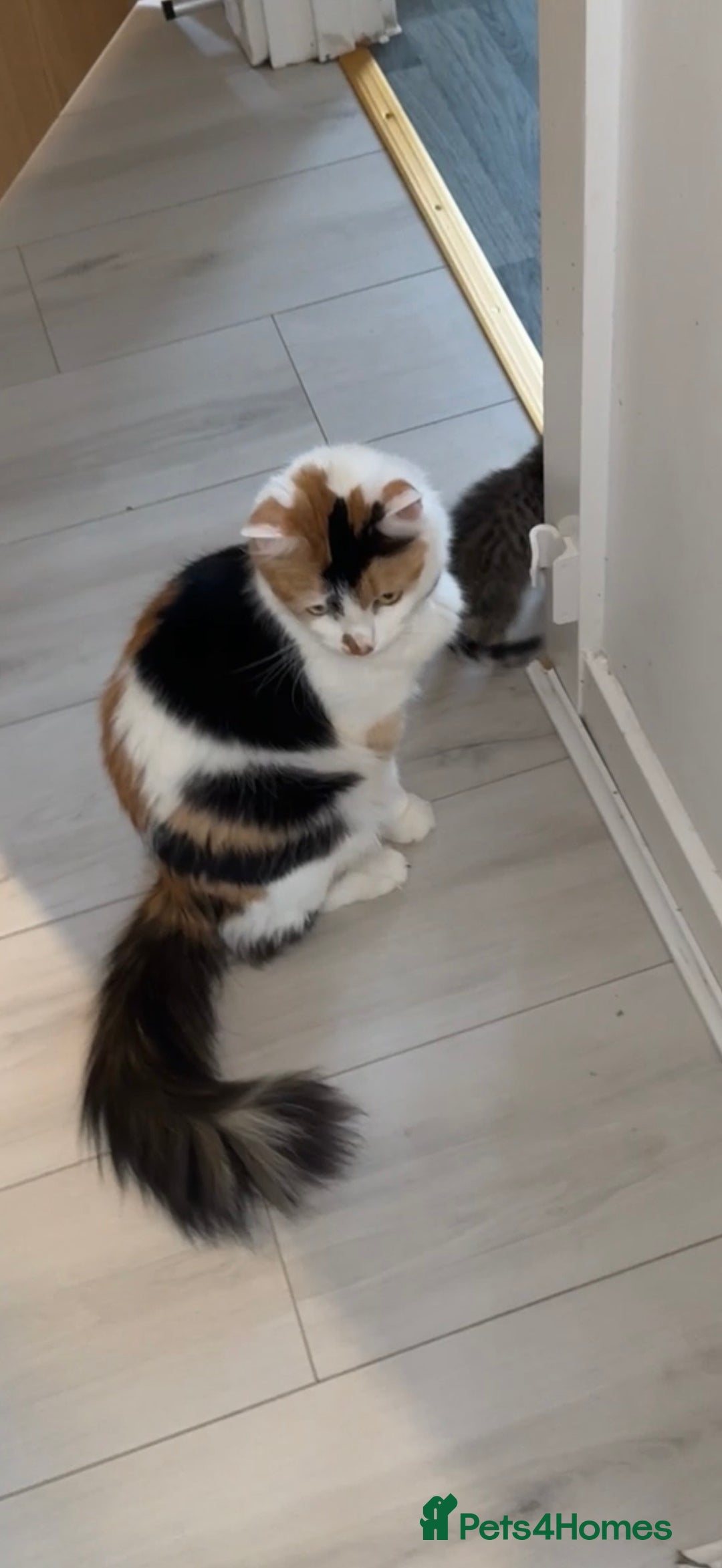 Mixed Breed cats for sale: 6 adorable kittens - Advert 1