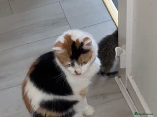 Mixed Breed cats 6 adorable kittens - Advert 1