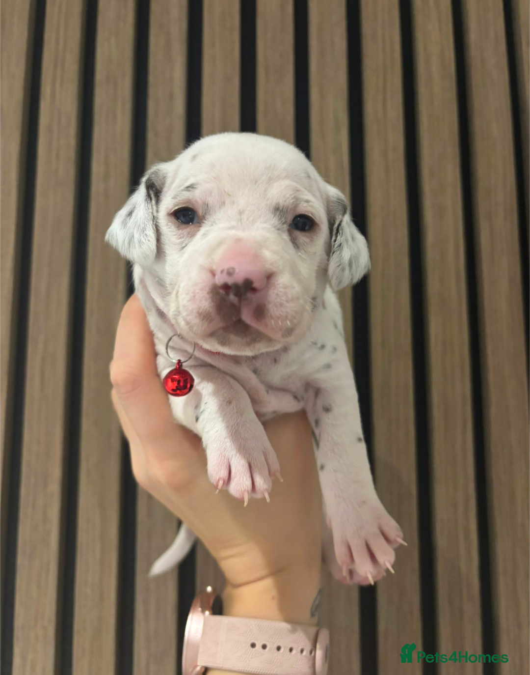 Dalmatian dogs for sale: Dalmatians for Sale (Last 2 Boys Left) - Advert 34
