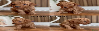 Purple girl