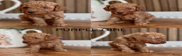 Cockapoo dogs for sale: READY TO LEAVE. LAST GIRL AVAILABLE  - Advert 15