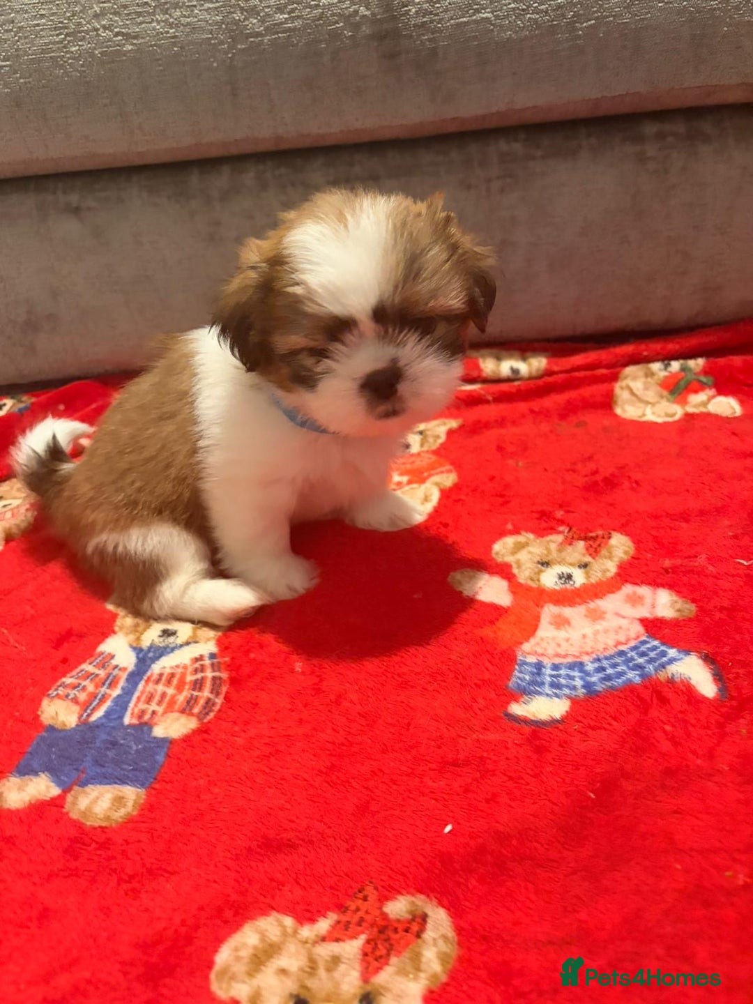 Shih Tzu dogs for sale: Shih Tzu puppies - Advert 7