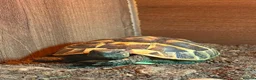 Hermann Tortoise reptiles for sale: Hermann Tortoise, 4 years old, Female in Saltash - Advert 2