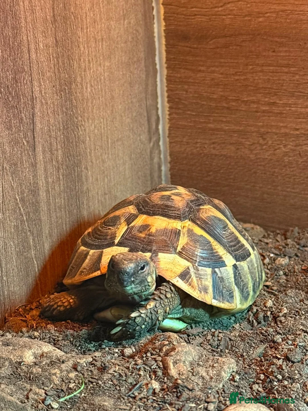 Hermann Tortoise reptiles for sale: Hermann Tortoise, 4 years old, Female in Saltash - Advert 2