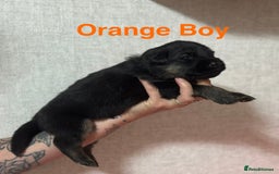 German Shepherd dogs for sale: German shepherd puppies  - Image 14