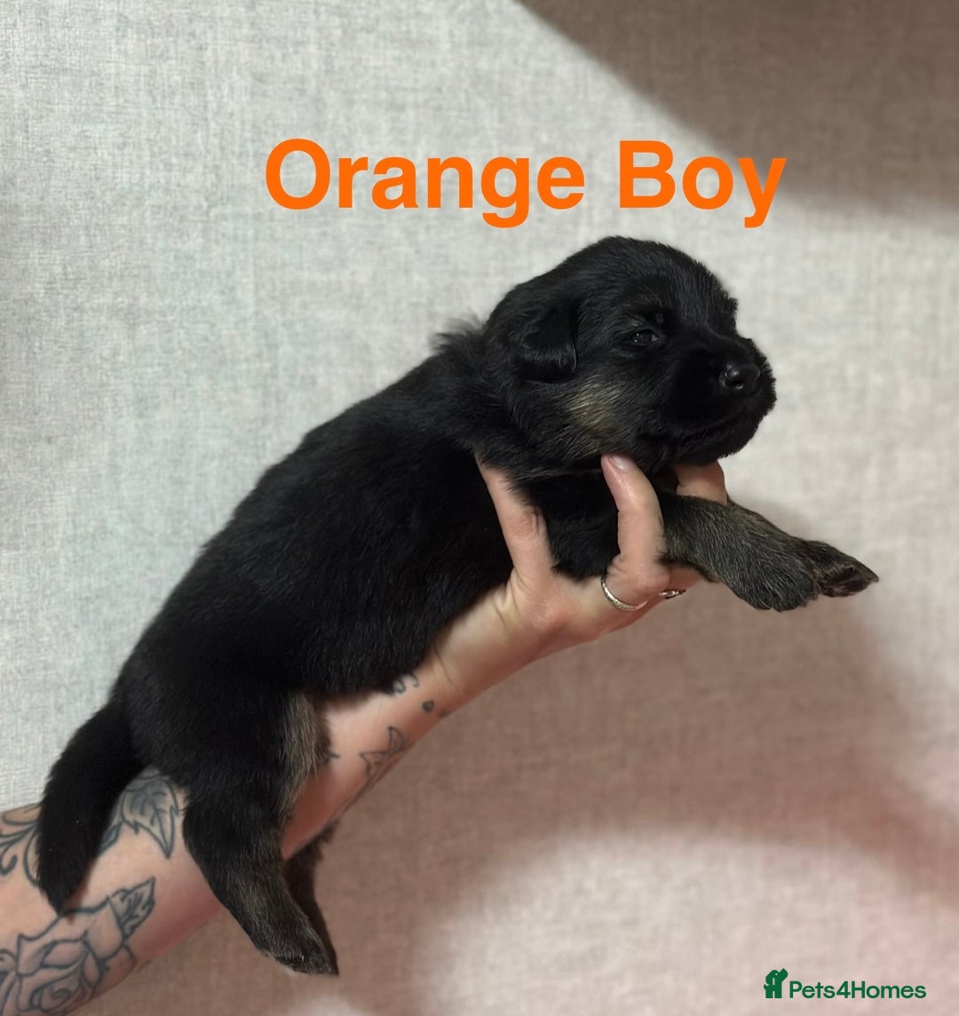 German Shepherd dogs for sale: German shepherd puppies  - Image 14