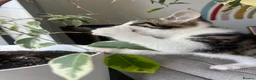Mixed Breed cats for sale: Three kittens ready now in Torquay - Advert 15