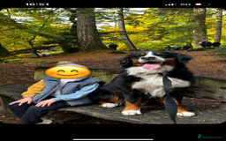Bernese Mountain Dog dogs for stud: Bernese Mountain Dog for stud in Glasgow - Image 8