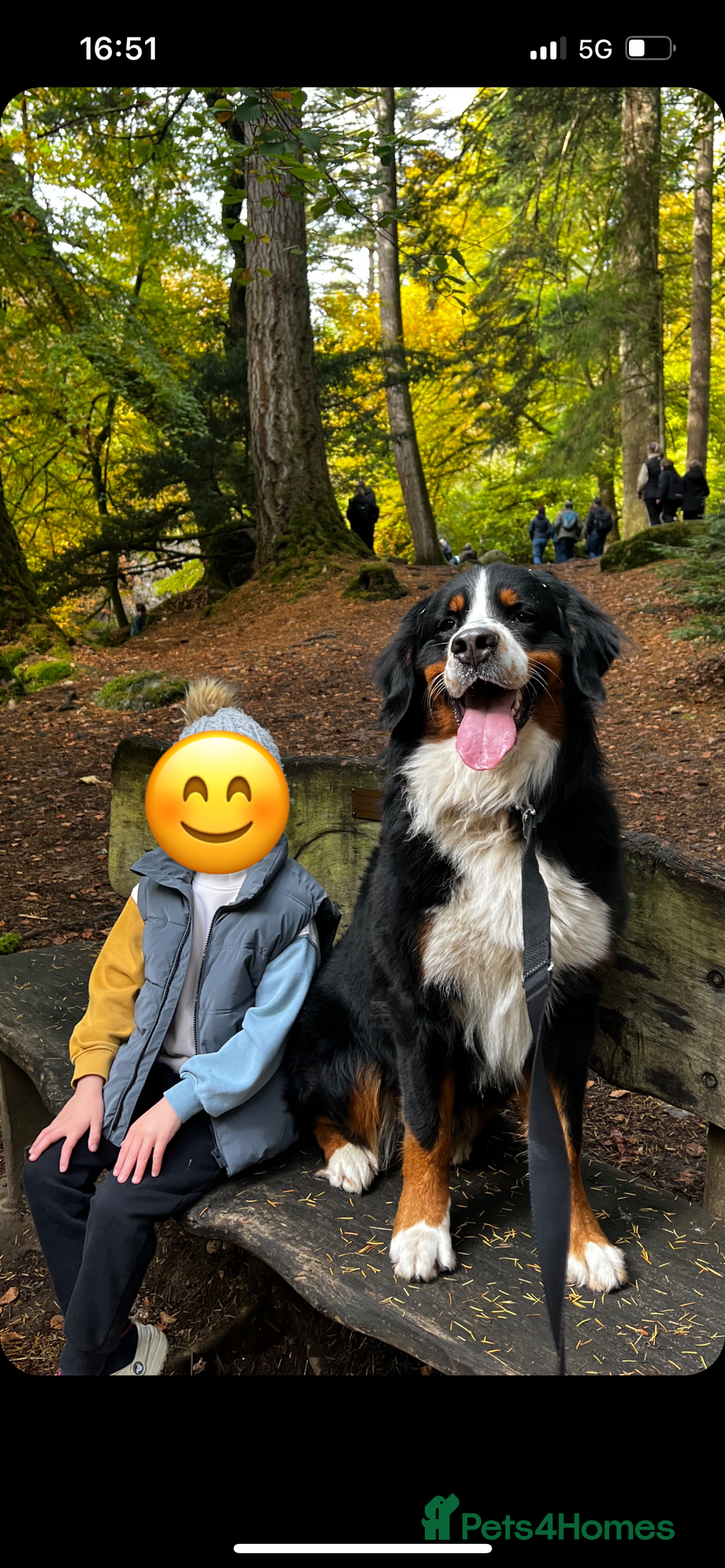 Bernese Mountain Dog dogs for stud: Bernese Mountain Dog for stud in Glasgow - Image 8