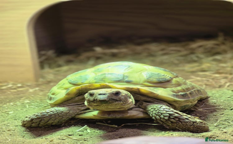Tortoise reptiles - Advert 1