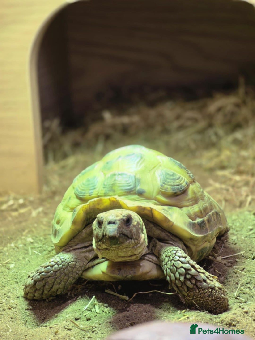 Tortoise reptiles for sale: horsefield male - Image 1