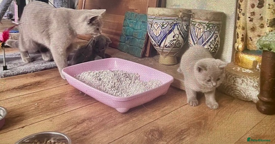 British Shorthair cats for sale: Two cuddly blue boys from loving family home - Image 7