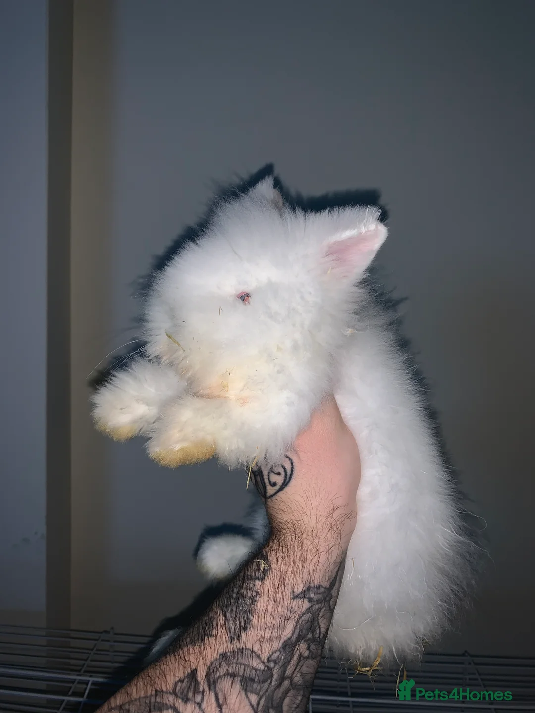 Mini Lion Lop rabbits for sale: Female mini lion lop and cage - Advert 2