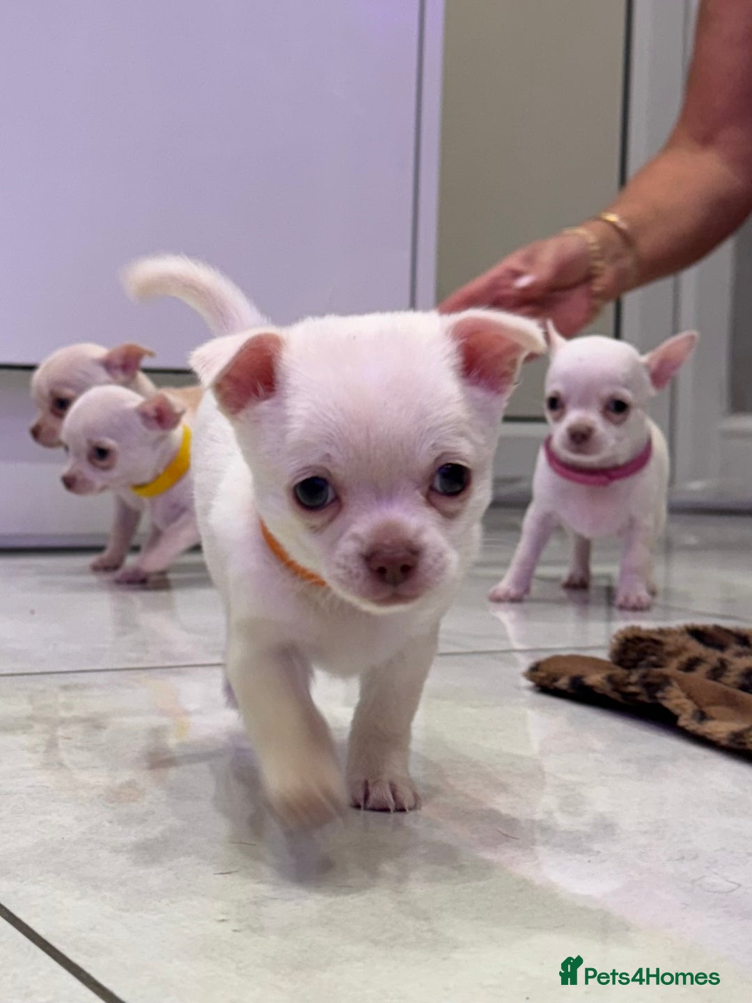 Chihuahua dogs for sale: 🐶 tiny chihuahua pups - Image 7