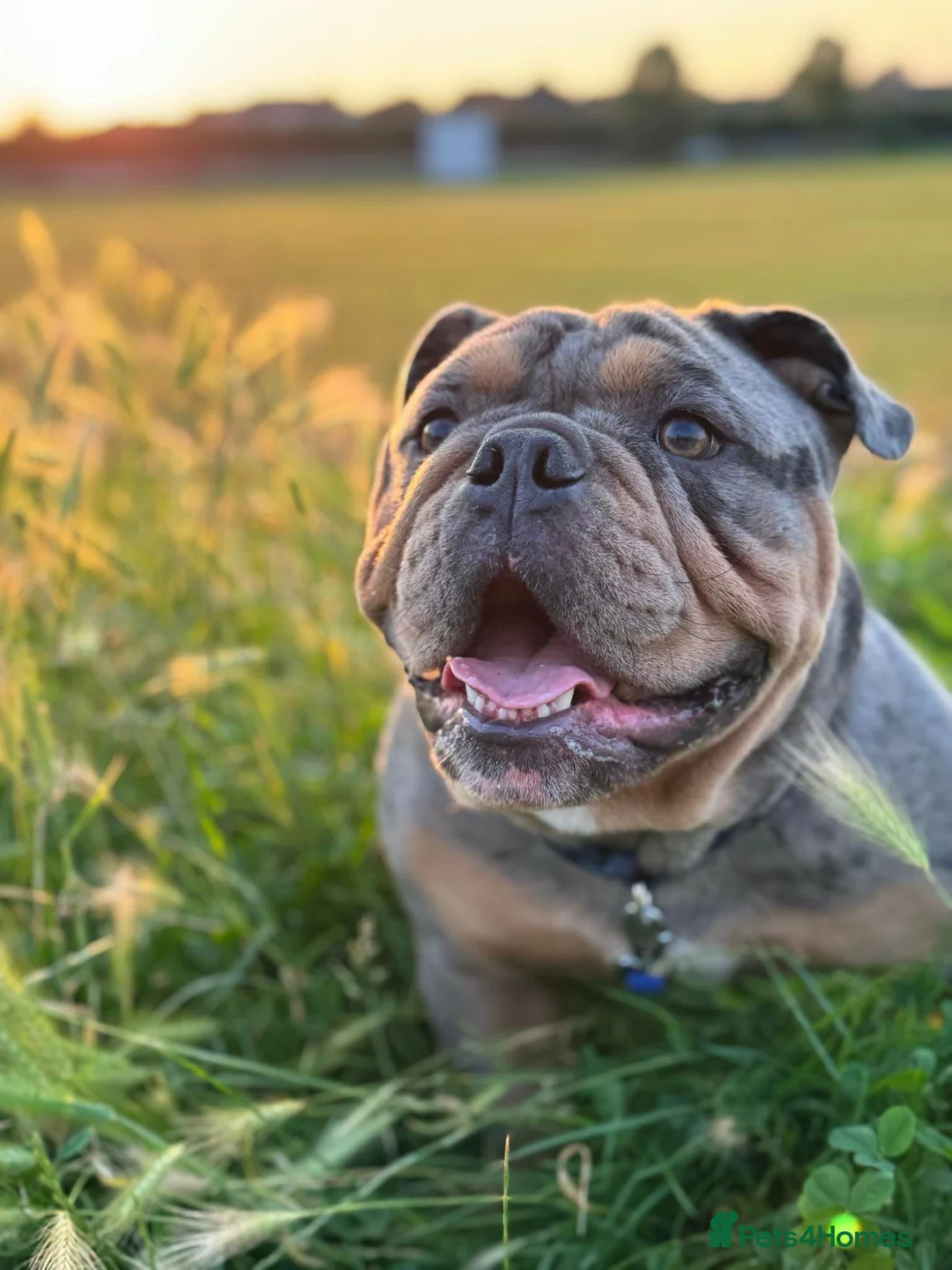 English Bulldog dogs for sale: Pablo..English bull dog in Derby - Advert 2