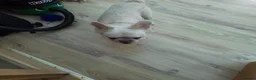 French Bulldog dogs for sale: Rare Fluffy French Bulldog 14 months old - Advert 3