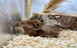 Guinea Pig rodents for sale: Lots of Baby Girls Guinea Pigs available 💗  - Image 11