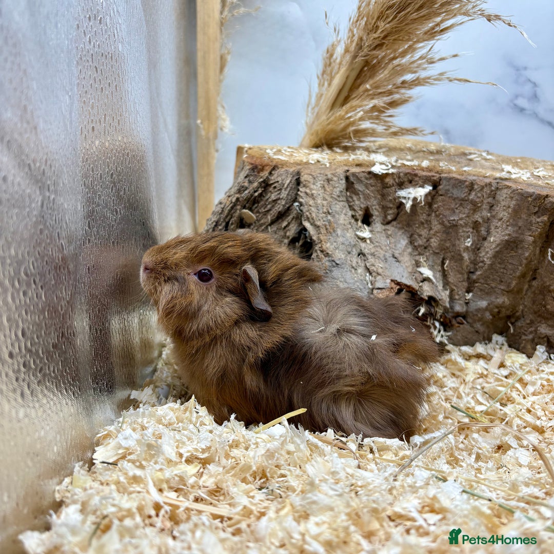 Guinea Pig rodents for sale: Lots of Baby Girls Guinea Pigs available 💗  - Image 11