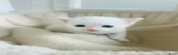 Turkish Van cats for sale: Beautiful Turkish van kittens for sale.  - Advert 13