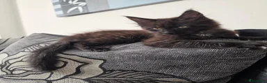 Maine Coon 1