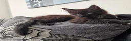 Maine Coon cats for sale: Beautiful male black maine Coon kitten - Advert 9