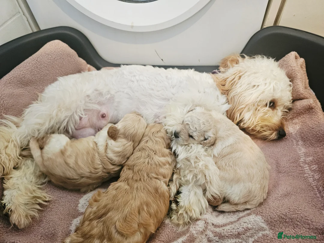 Cockapoo dogs for sale: Ready ! 2 sweet girls and 1 lovly boy - Advert 2