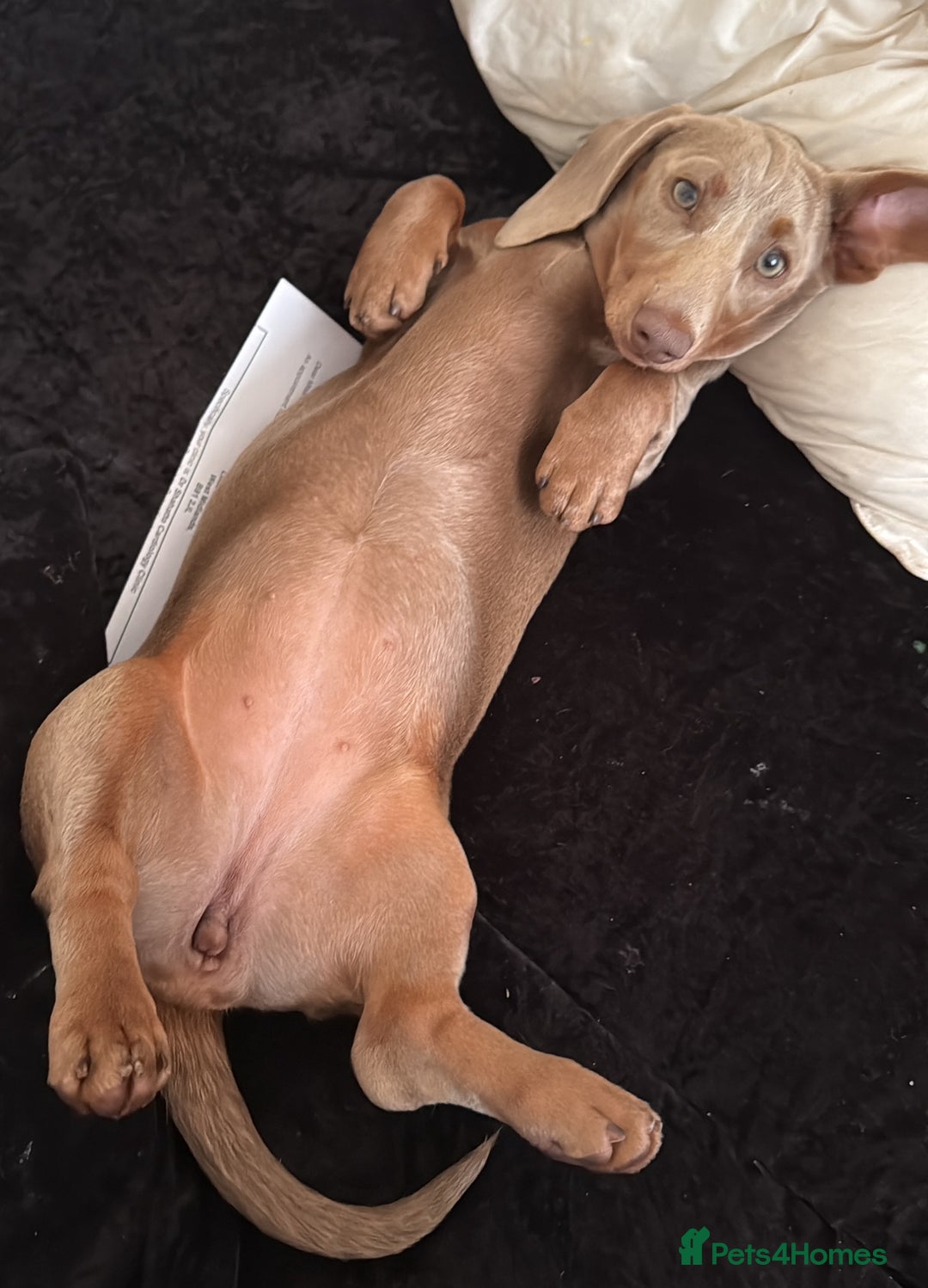 Dachshund dogs for sale: Isabella tan Dashound  - Image 3