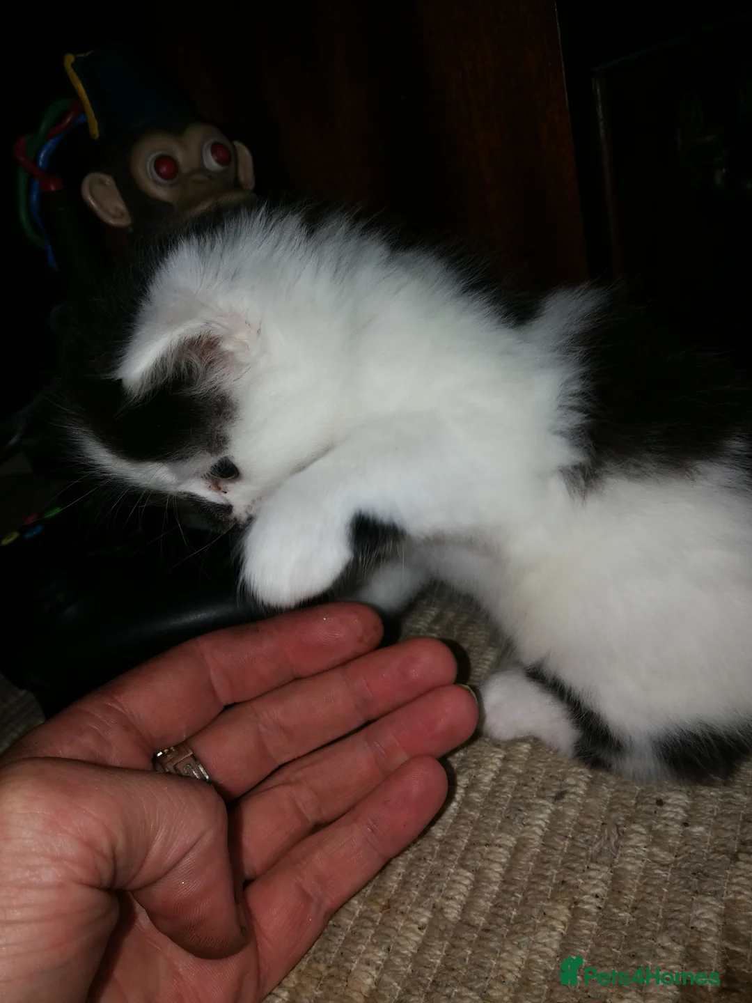 Maine Coon cats for sale: 🐱🐱 Kittens Available🐱🐱  - Advert 2