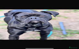 Mixed Breed dogs for sale: Free Male Bull Boxer 2 years old - Image 2
