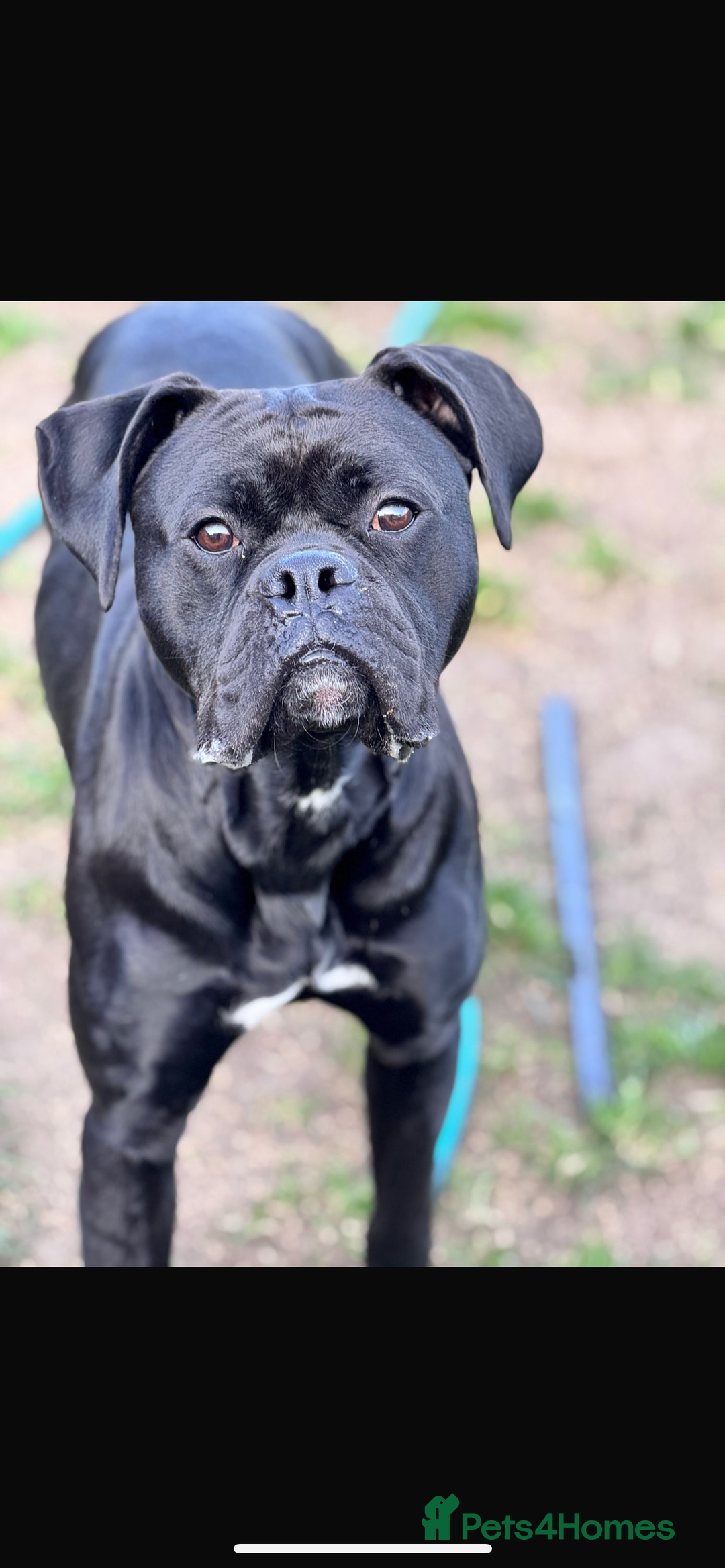 Mixed Breed dogs for sale: Free Male Bull Boxer 2 years old - Image 2