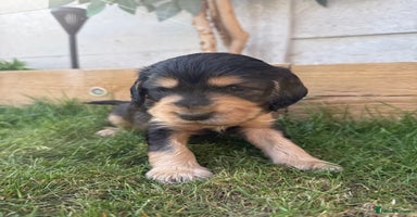 Cocker Spaniel dogs - Advert 13