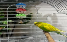 Budgerigars birds for sale: Male 1 Year Old Yellow/Green Budgerigar  - Advert 2