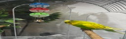 Budgerigars birds for sale: Male 1 Year Old Yellow/Green Budgerigar  - Advert 2