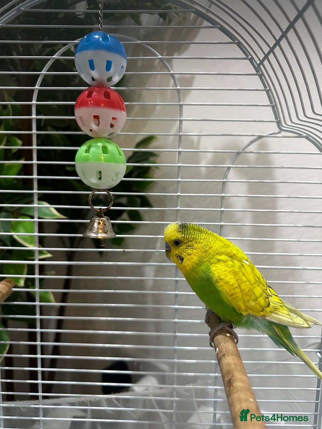 Budgerigars birds for sale: Male 1 Year Old Yellow/Green Budgerigar  - Advert 2