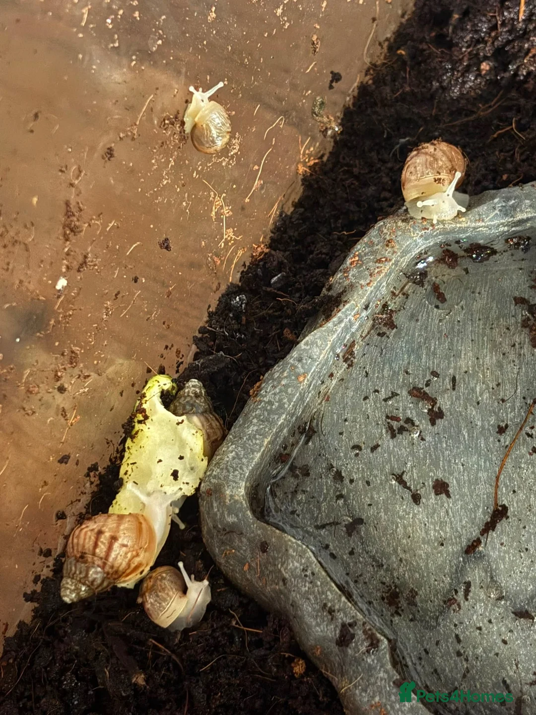 Mixed Breed reptiles for sale: Albino Large African Land Snail Babies!!! in Staines - Advert 2