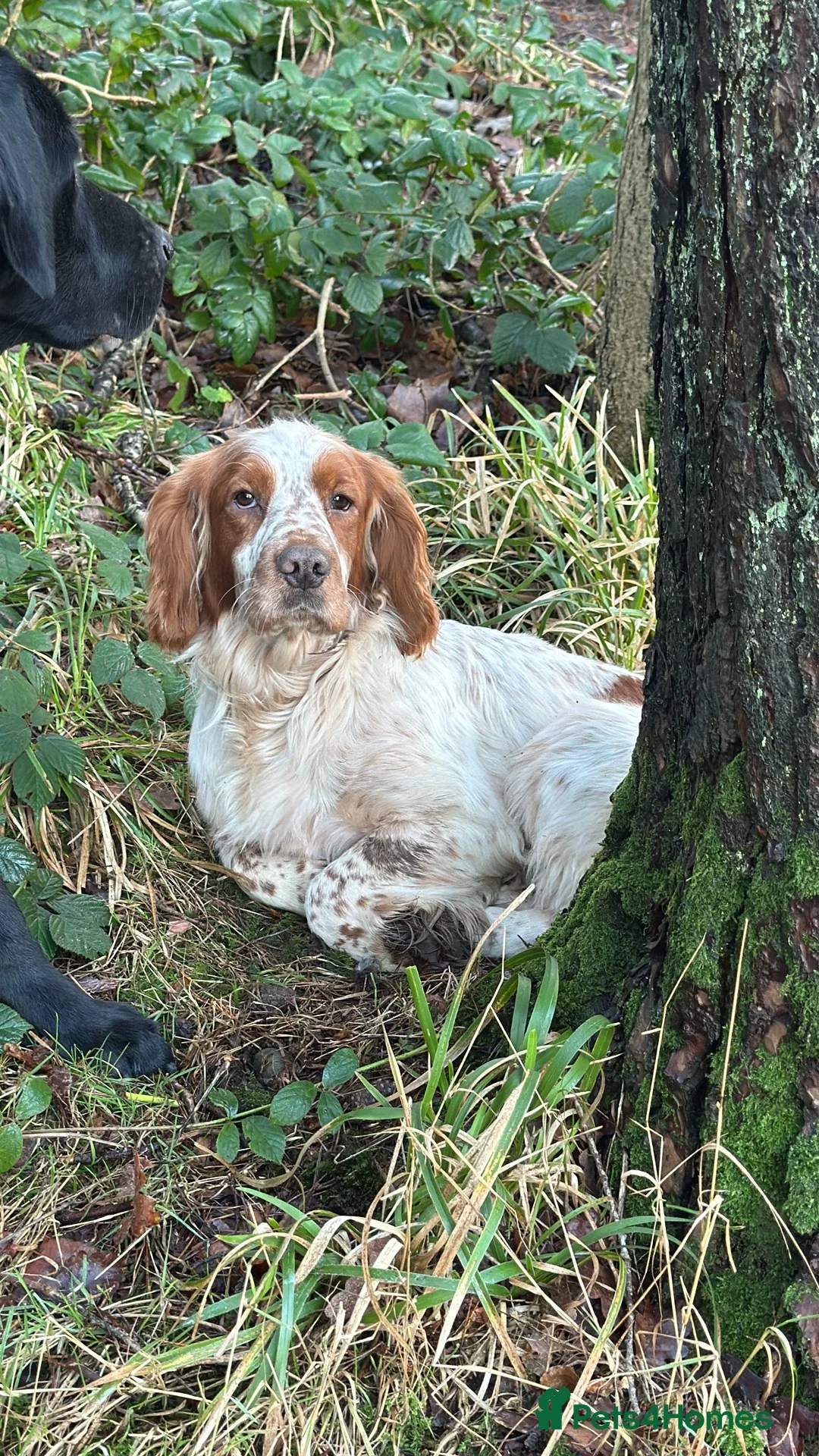 Cocker Spaniel dogs for stud: Kentwone Bayley in Carlisle - Advert 3